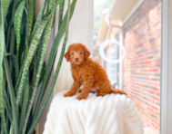 8 week old Mini Goldendoodle Puppy For Sale - Simply Southern Pups