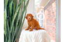 Cute Mini Goldendoodle Poodle Mix Pup