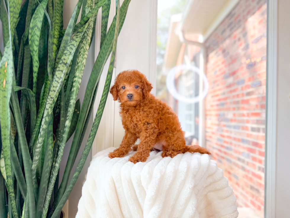 Cute Mini Goldendoodle Poodle Mix Pup