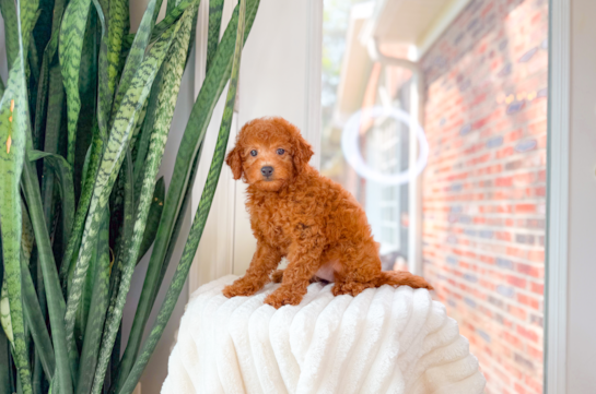 Cute Mini Goldendoodle Poodle Mix Pup