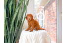 Cute Mini Goldenpoo Poodle Mix Puppy