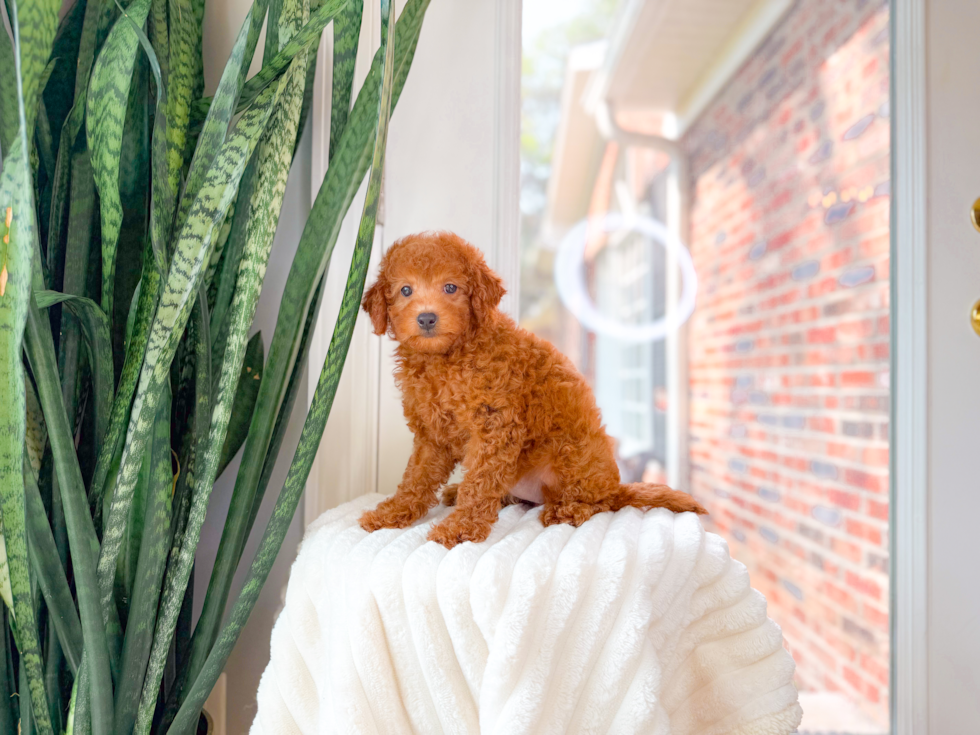 Cute Mini Goldenpoo Poodle Mix Puppy