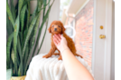 Mini Goldendoodle Pup Being Cute