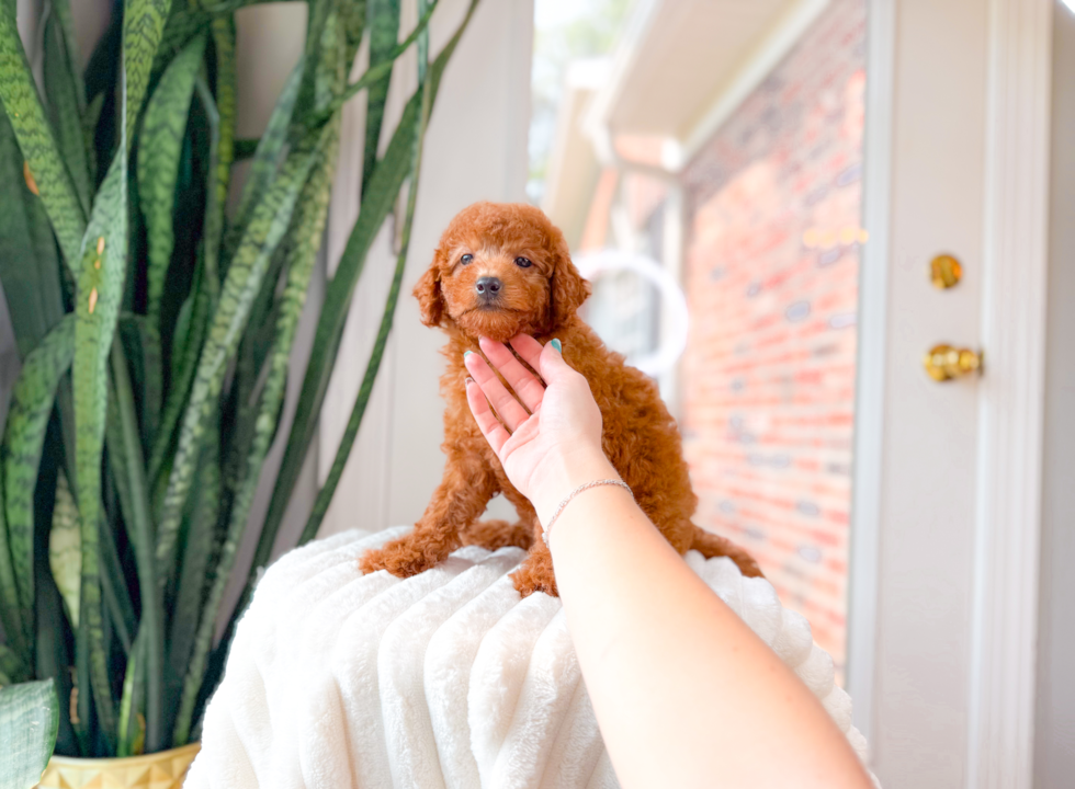 Mini Goldendoodle Pup Being Cute