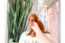 Best Mini Goldendoodle Baby