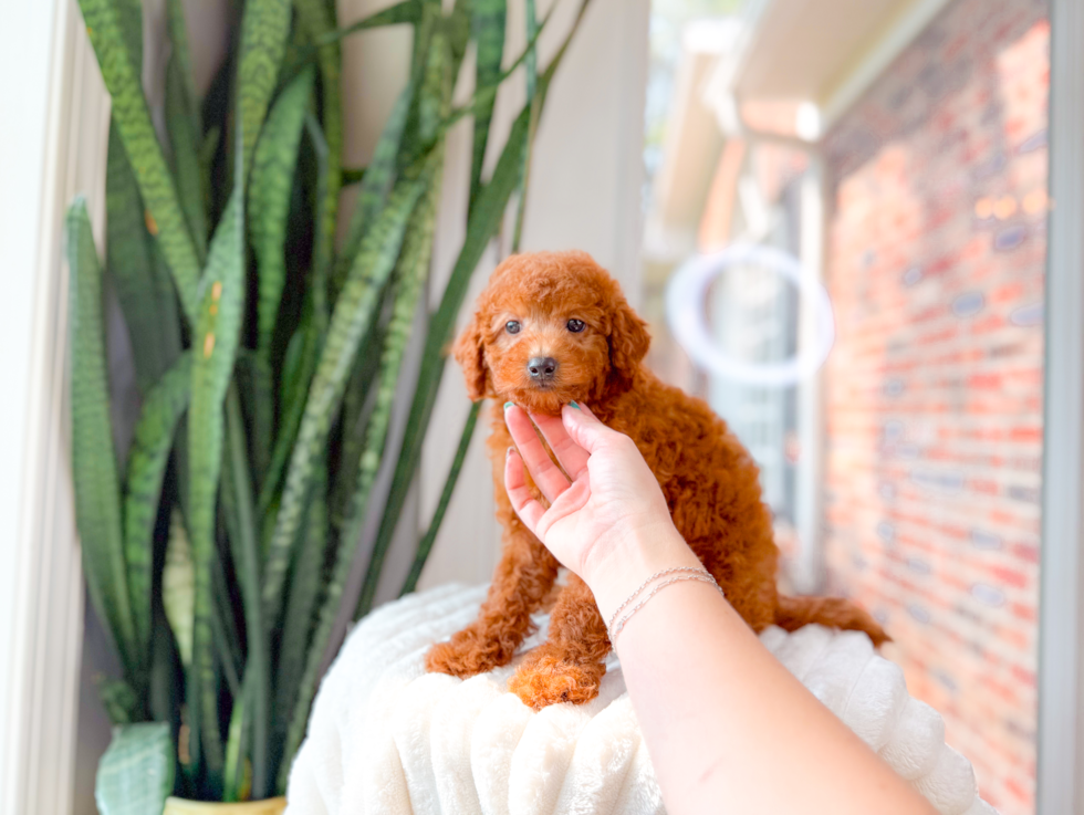 Best Mini Goldendoodle Baby