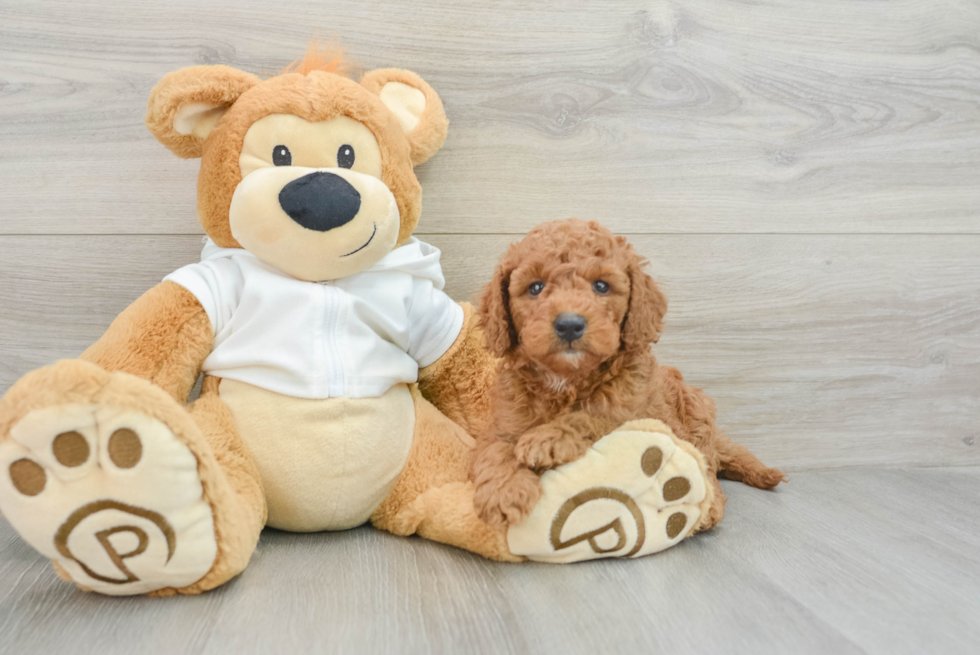 Mini Goldendoodle Pup Being Cute