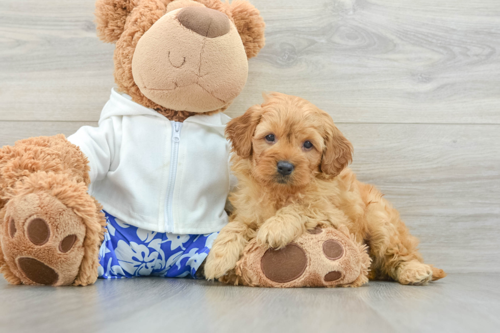 Mini Goldendoodle Pup Being Cute