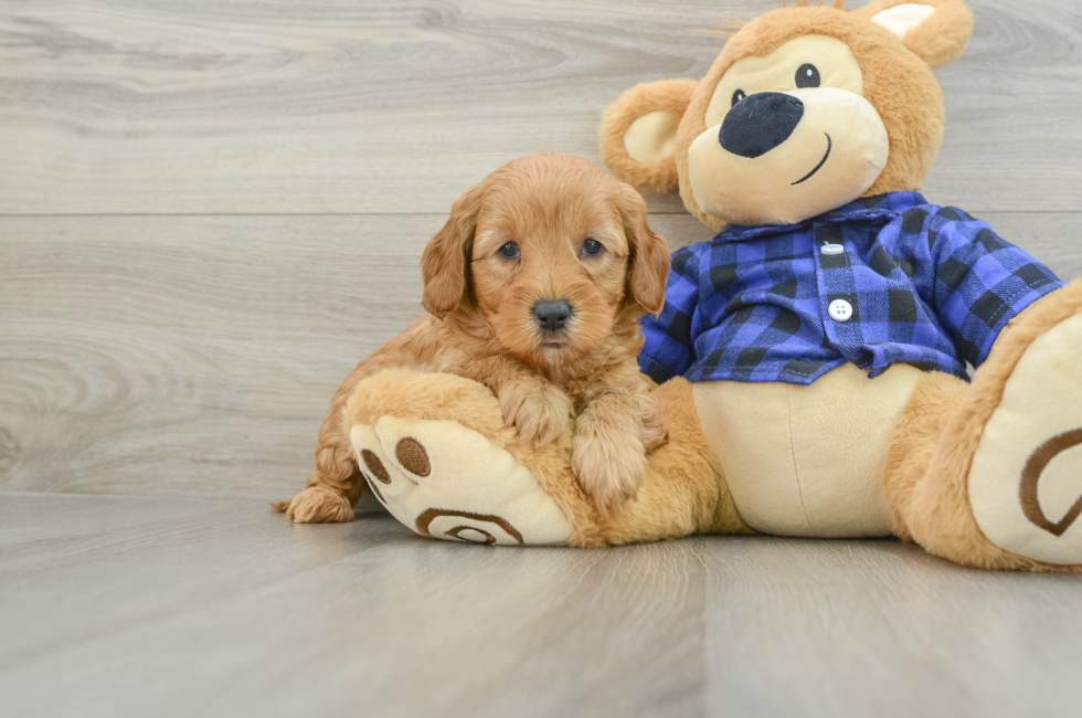 6 week old Mini Goldendoodle Puppy For Sale - Simply Southern Pups