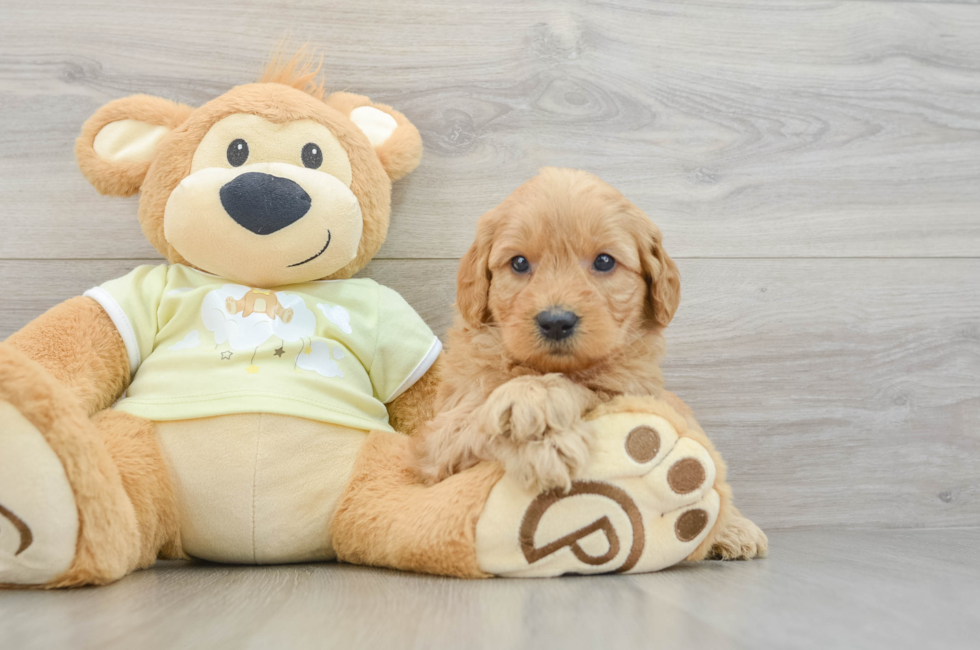 6 week old Mini Goldendoodle Puppy For Sale - Simply Southern Pups