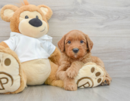 7 week old Mini Goldendoodle Puppy For Sale - Simply Southern Pups