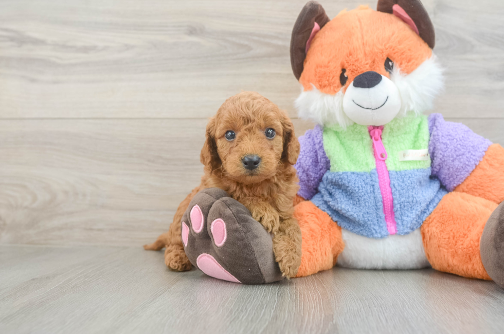 5 week old Mini Goldendoodle Puppy For Sale - Simply Southern Pups