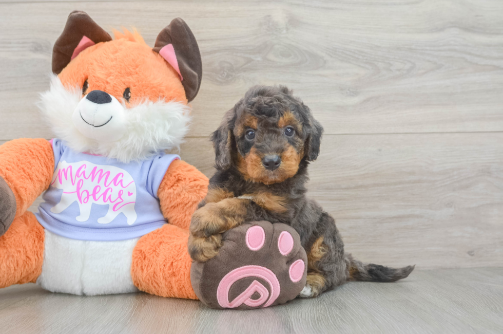 5 week old Mini Goldendoodle Puppy For Sale - Simply Southern Pups