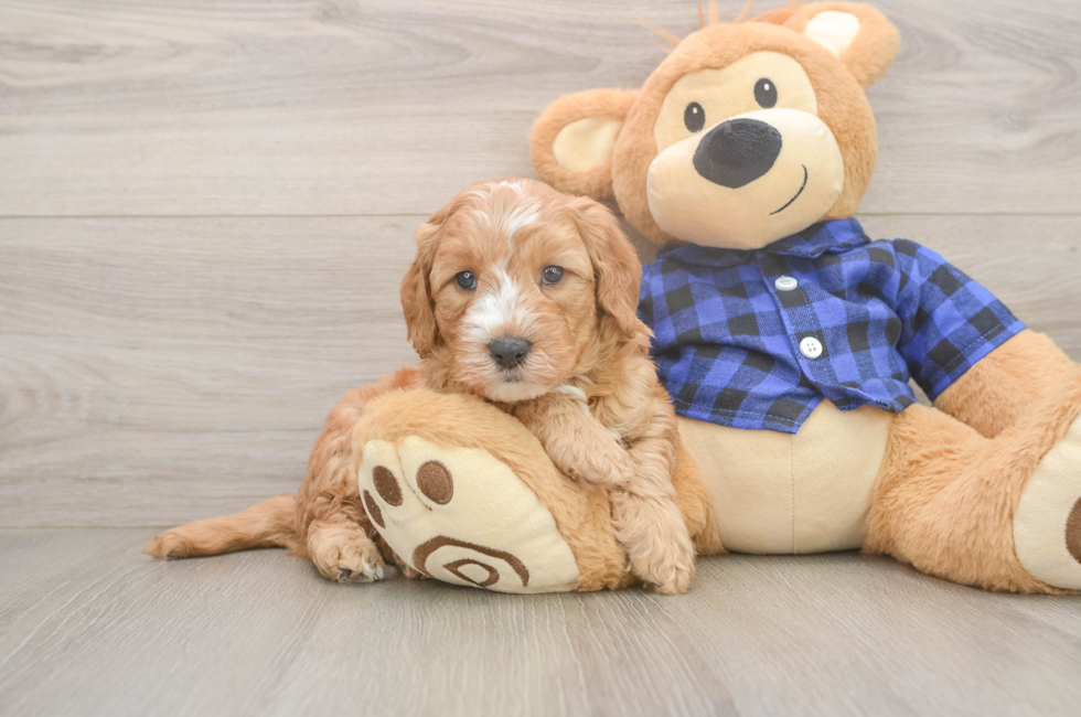 5 week old Mini Goldendoodle Puppy For Sale - Simply Southern Pups