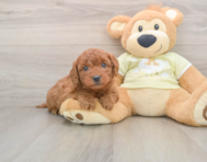 7 week old Mini Goldendoodle Puppy For Sale - Simply Southern Pups