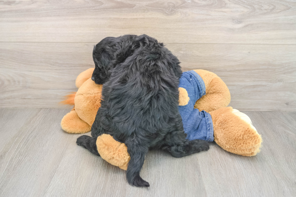 Mini Goldendoodle Puppy for Adoption