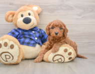 7 week old Mini Goldendoodle Puppy For Sale - Simply Southern Pups