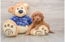 Hypoallergenic Mini Goldiepoo Poodle Mix Puppy