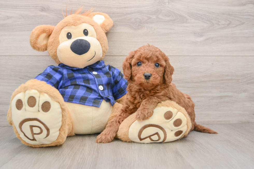 Hypoallergenic Mini Goldiepoo Poodle Mix Puppy
