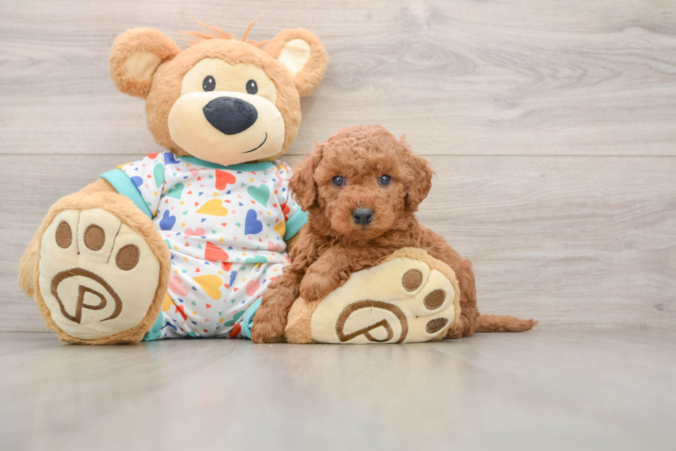 Mini Goldendoodle Puppy for Adoption