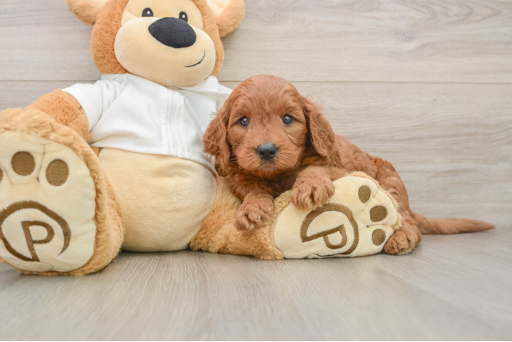 Mini Goldendoodle Puppy for Adoption