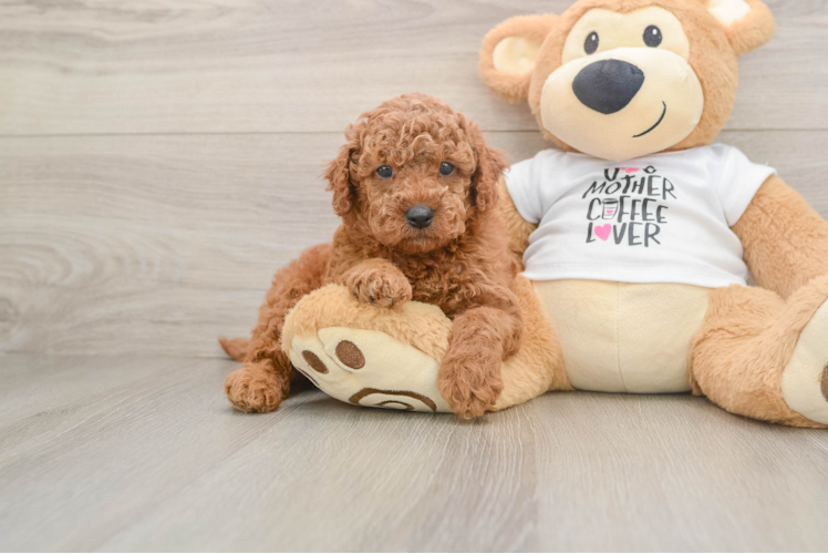 Playful Mini Groodle Poodle Mix Puppy