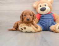 8 week old Mini Goldendoodle Puppy For Sale - Simply Southern Pups