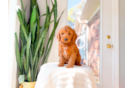 Cute Mini Goldendoodle Poodle Mix Pup