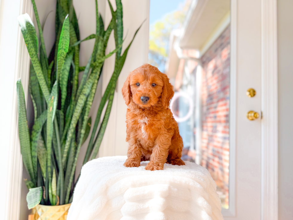 Cute Mini Goldendoodle Poodle Mix Pup