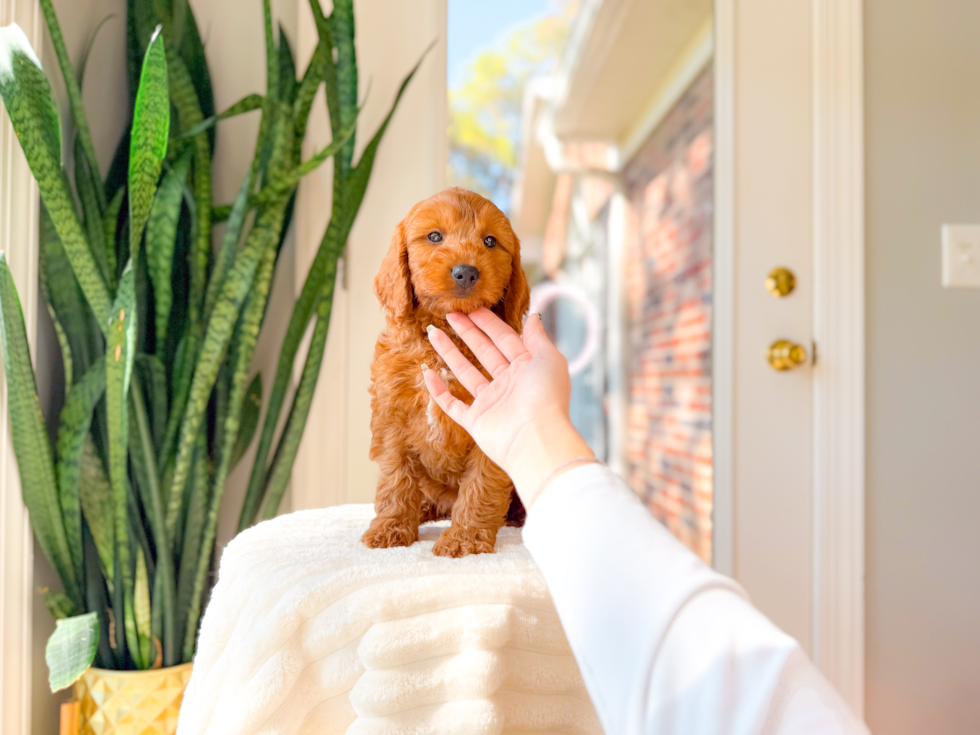 Mini Goldendoodle Pup Being Cute