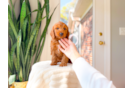 Mini Goldendoodle Puppy for Adoption