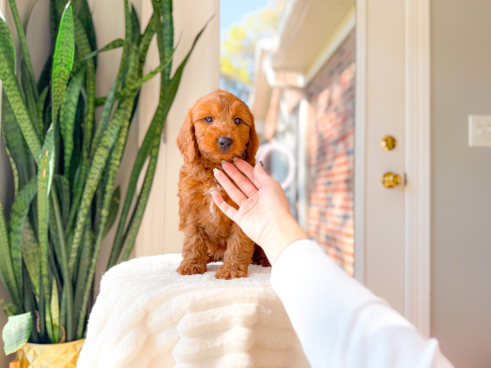 Mini Goldendoodle Puppy for Adoption