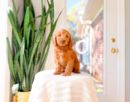 8 week old Mini Goldendoodle Puppy For Sale - Simply Southern Pups
