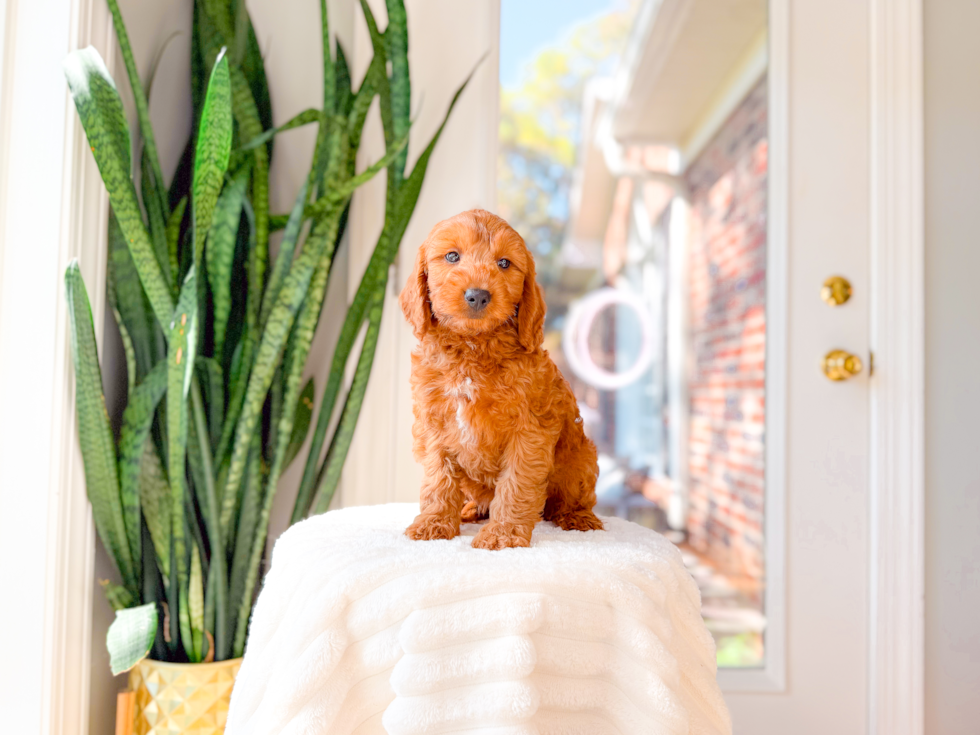 Cute Mini Goldendoodle Poodle Mix Pup