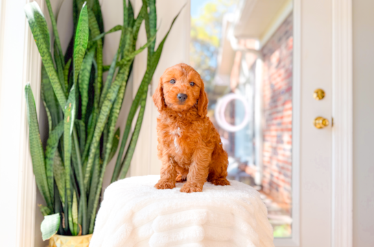 Cute Mini Goldendoodle Poodle Mix Pup