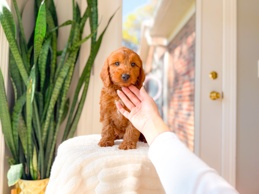 Mini Goldendoodle Pup Being Cute