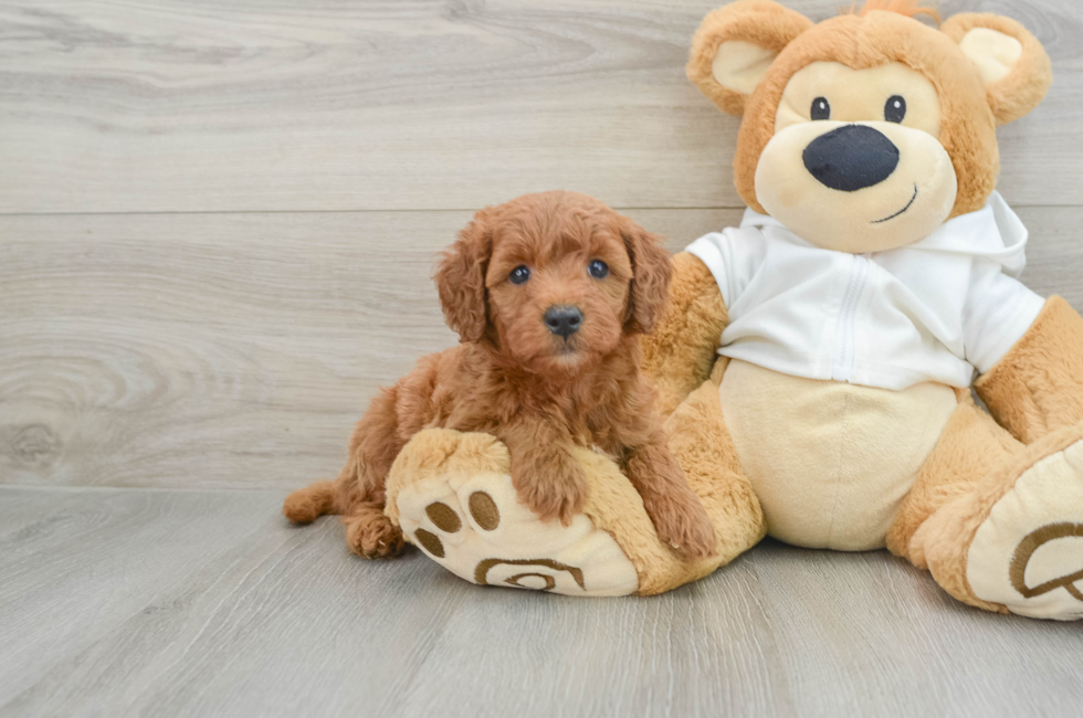 5 week old Mini Goldendoodle Puppy For Sale - Simply Southern Pups