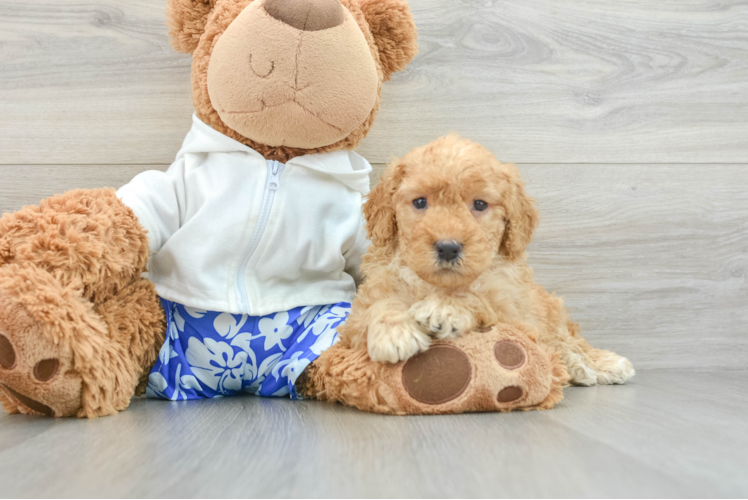 Mini Goldendoodle Puppy for Adoption