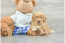 Mini Goldendoodle Puppy for Adoption