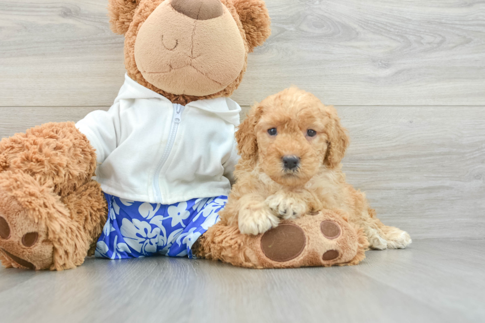 Mini Goldendoodle Puppy for Adoption