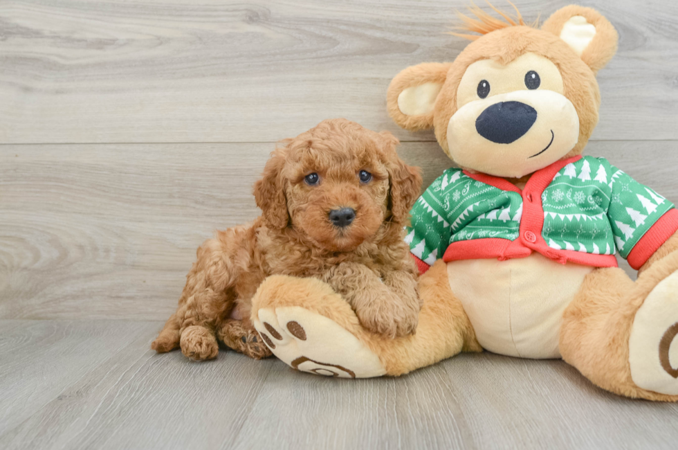 5 week old Mini Goldendoodle Puppy For Sale - Simply Southern Pups