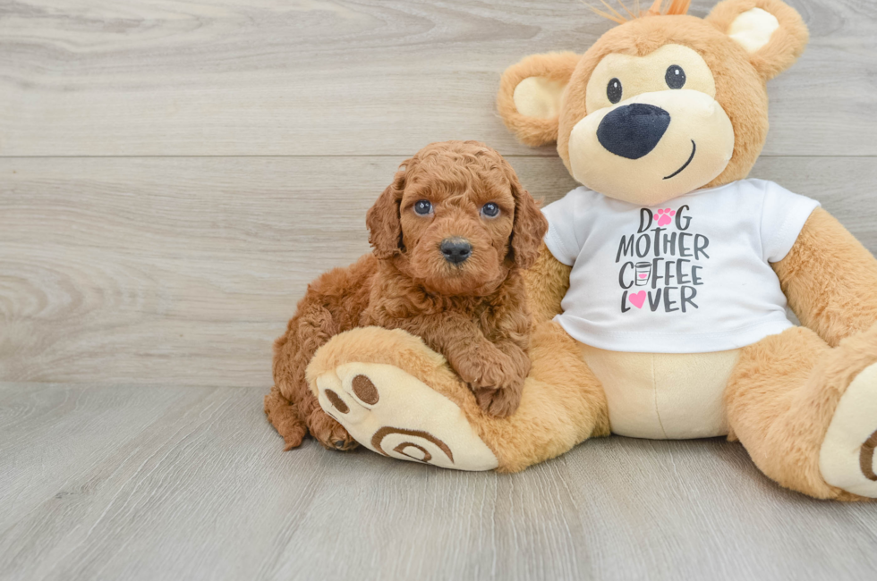 6 week old Mini Goldendoodle Puppy For Sale - Simply Southern Pups