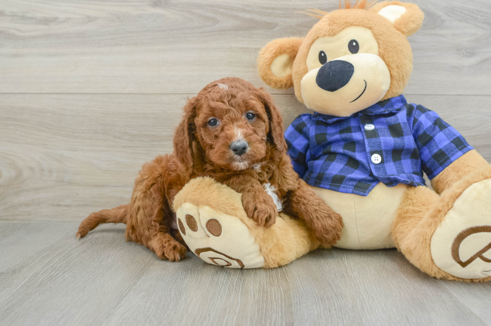 6 week old Mini Goldendoodle Puppy For Sale - Simply Southern Pups