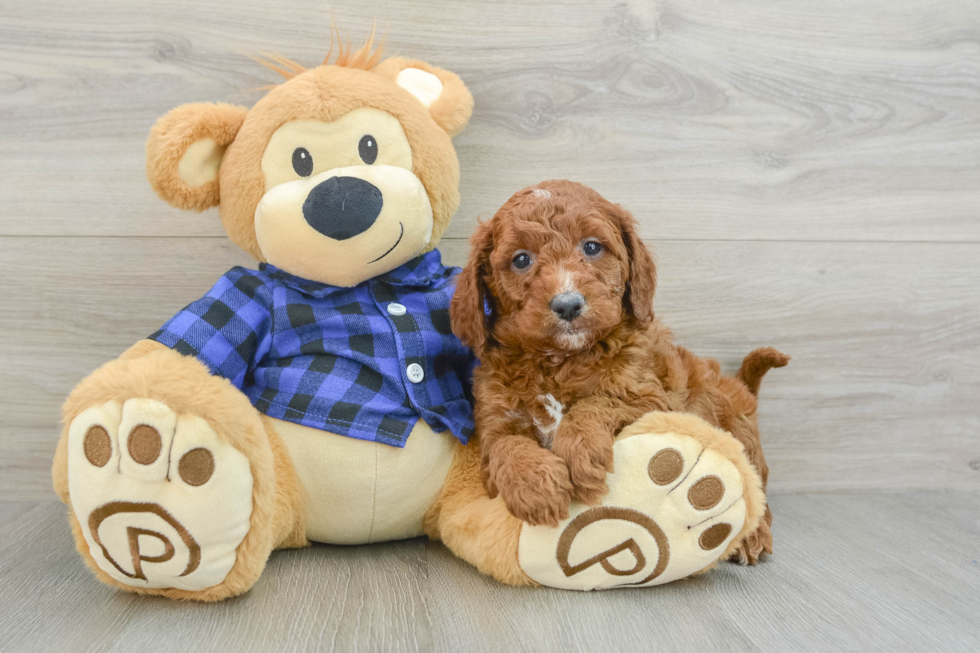 Friendly Mini Goldendoodle Baby