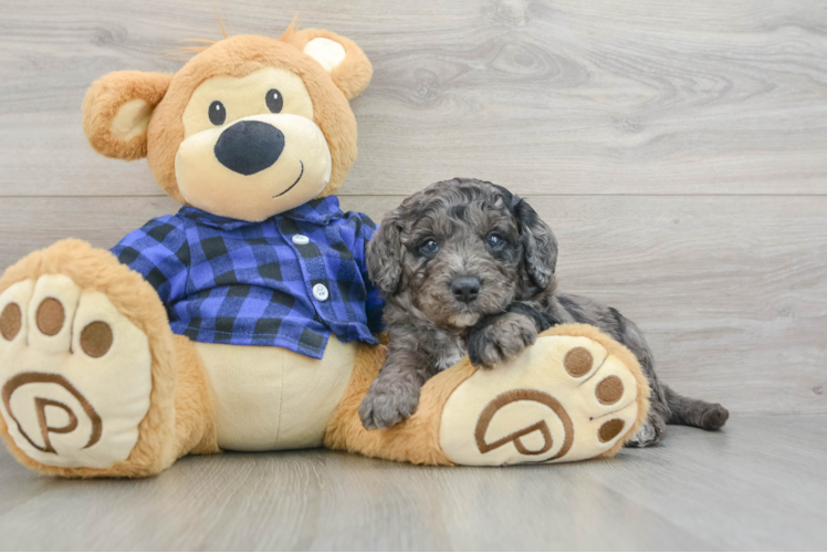 Funny Mini Goldendoodle Poodle Mix Pup