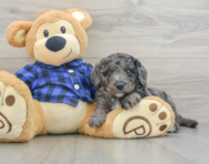 8 week old Mini Goldendoodle Puppy For Sale - Simply Southern Pups