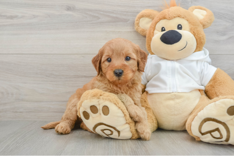 Best Mini Goldendoodle Baby