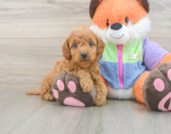 7 week old Mini Goldendoodle Puppy For Sale - Simply Southern Pups