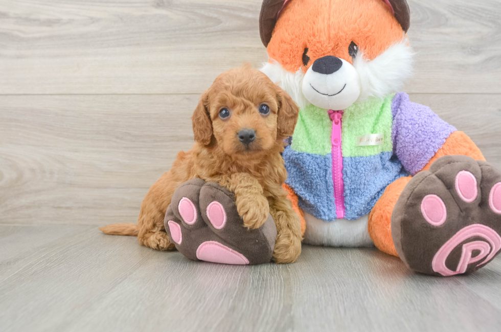 5 week old Mini Goldendoodle Puppy For Sale - Simply Southern Pups