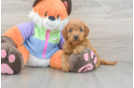 Adorable Golden Retriever Poodle Mix Poodle Mix Puppy